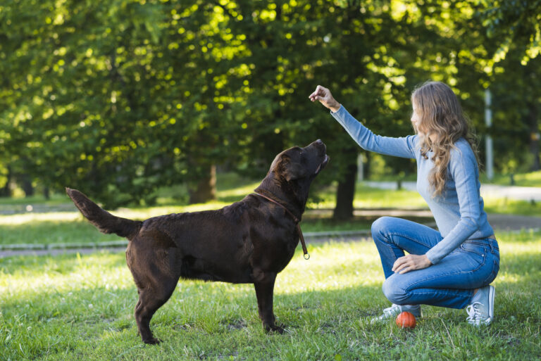 WHEN to Transition from Puppy Training to ADVANCED Dog Training: Unlocking Your Dog’s Full Potential