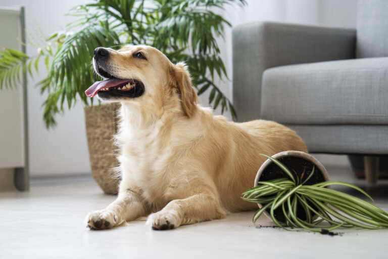 HOUSEPLANTS THAT ARE DANGEROUS TO PETS
