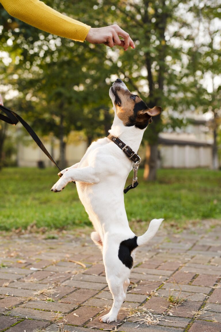 Tired Dog, Good Dog? Why Exercise Alone Severely Fails to Fix Behavior Issues
