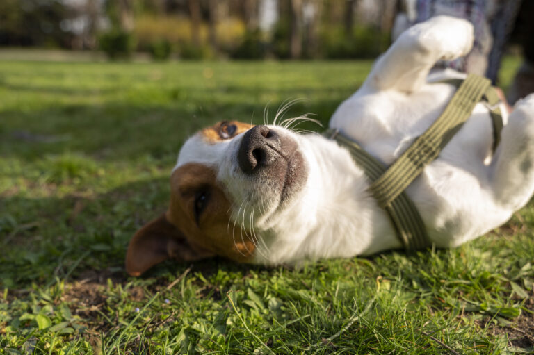 How to Keep Your Dog Comfortable in Warm Weather