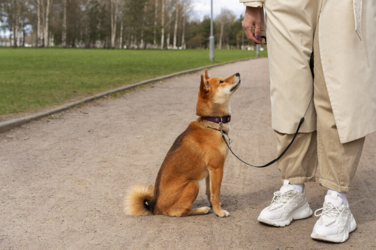 BOARD AND TRAIN VS. LESSON TRAINING: FIND THE BEST FIT FOR YOUR DOG