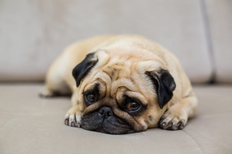 WHAT STRESSES DOGS OUT? TOP TRIGGERS AND HOW TO FIX THEM.