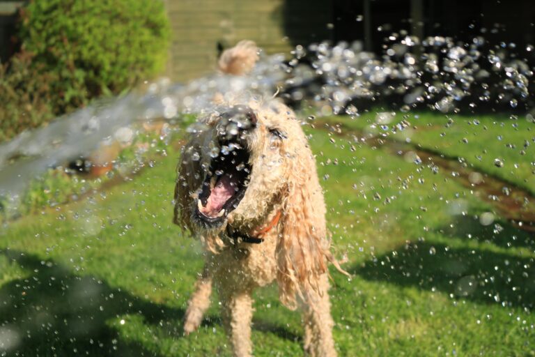 KEEP YOUR DOG SAFE IN THE SUMMER HEAT