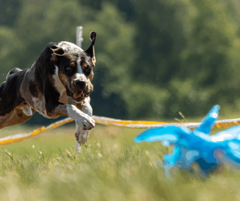 LURE COURSING FOR DOGS – CHASE THE THRILL
