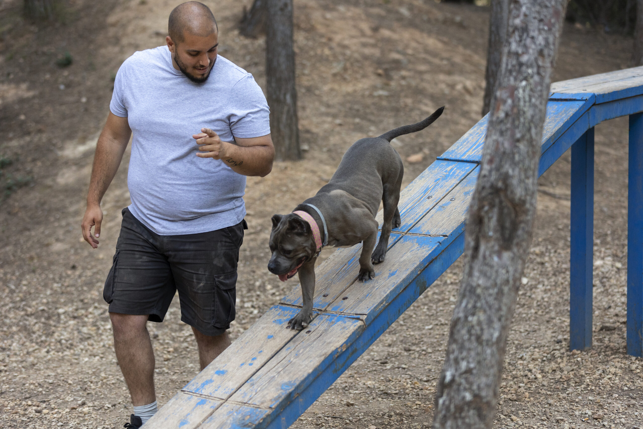Dog Agility Training Speed And Skill Off Leash K9 Training Photo Inspiration