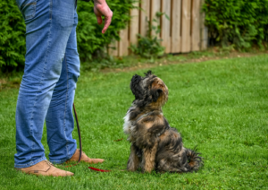 Puppy Training