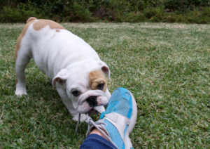 Puppy Training