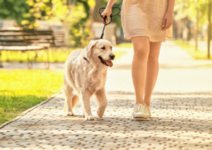 dog walks