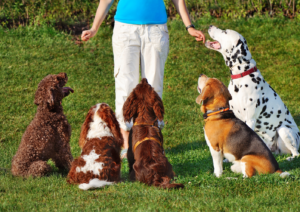 Training, Dog training