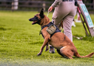 Training, Dog training