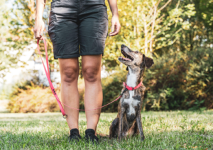 Dog Training, Training