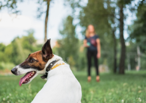 Dog Training, Training