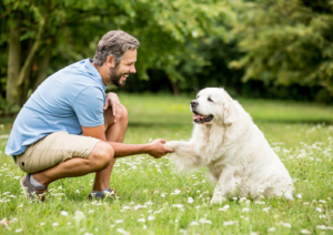 Dog Training, Training