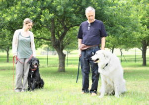 Dog Training, Training
