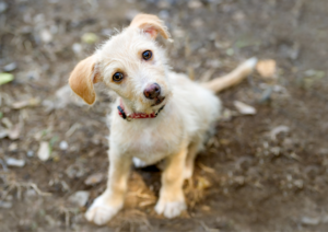 Why Dogs Need Boundaries, Not More Freedom