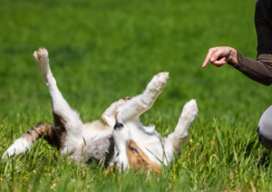 Why Dogs Need Boundaries, Not More Freedom