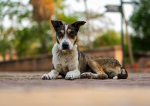 Why Dogs Need Boundaries, Not More Freedom