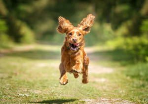 Why Dogs Need Boundaries, Not More Freedom