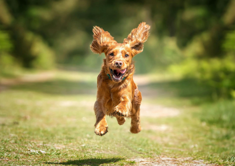 Why Dogs Need Boundaries, Not More Freedom