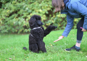 Dog obedience training