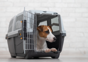 Dog obedience training