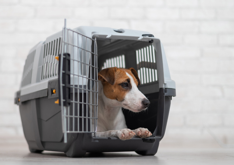 Why Obedience Isn’t Just About Commands