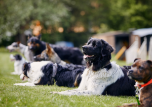 Dog training, Dog training command