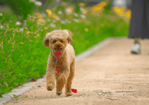 How Your Daily Routine Shapes Your Dog’s Behavior