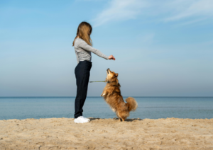 Dog training, dog beach training tips