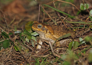 Cane Toad Identification