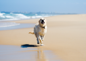 Dog training, dog beach training tips
