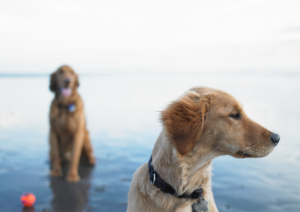 Dog training, dog beach training tips