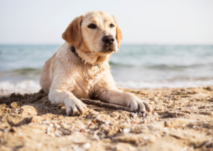Dog training, dog beach training tips