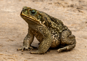 Cane Toad Identification