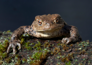 Cane Toad Identification