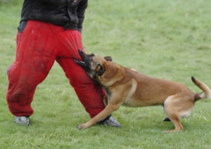 Mondioring, What is Mondioring, Dog Training