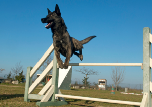 Mondioring, What is Mondioring, Dog Training