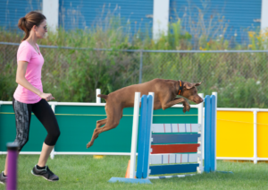 French Ring, French Ring Dog Training