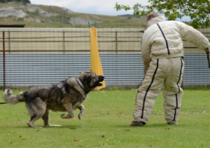 French Ring, French Ring Dog Training
