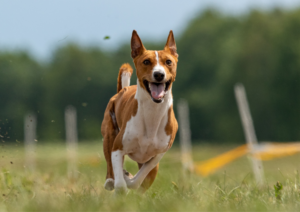 Lure Coursing, Dog Training in South West Florida, Dog Training in Fort Myers, Dog Training in Naples, Florida