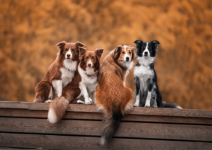 How Long Does It Take a Dog to Adjust to a New Climate?