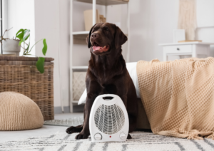 How Long Does It Take a Dog to Adjust to a New Climate?