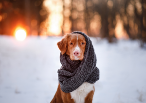 How Long Does It Take a Dog to Adjust to a New Climate?