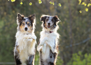 How Long Does It Take a Dog to Adjust to a New Climate?