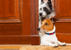 Dog Safety During Holiday, Holiday Dog