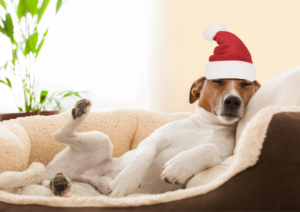Dog Safety During Holiday, Holiday Dog